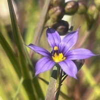 Sisyrinchium idahoense